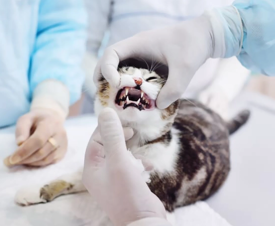 Kedi ve Köpeklerde Diş İmplantı