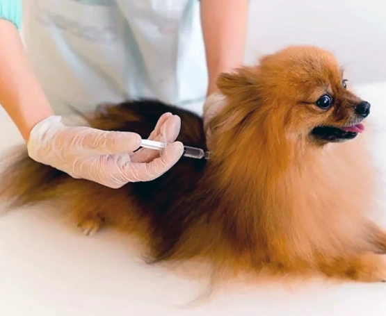 Kedi ve Köpeklerde Kök Hücre Tedavisi