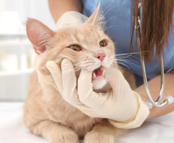 Kedi ve Köpeklerde Kuron Kaplama Protez
