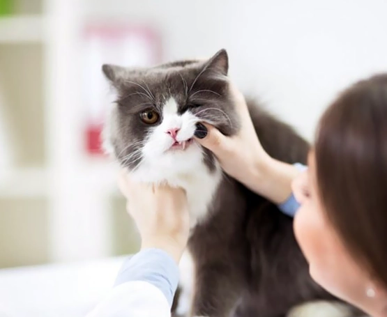 Kedi ve Köpeklerde Ortodontik Tedavi