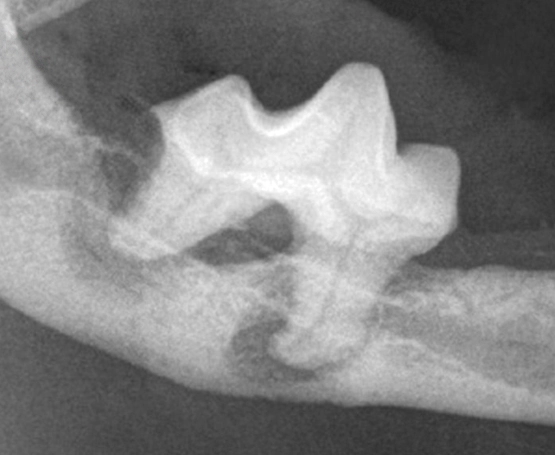 Kedi ve Köpeklerde Periapikal Röntgen