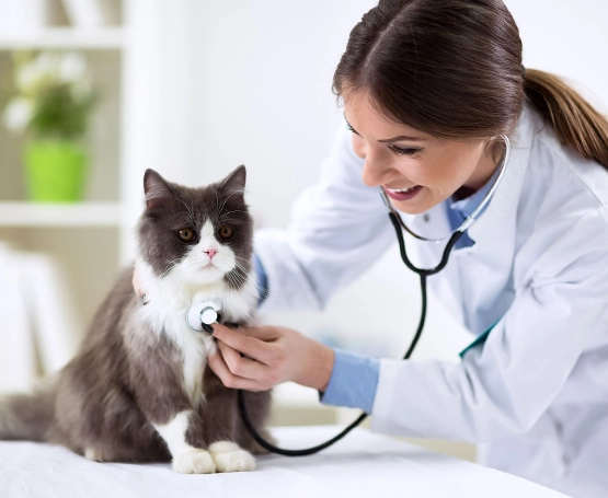 Kedi Zehirlenmesinde Ne Yapılır?