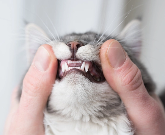 Kedilerde Feline Mukozit (Stomatit)
