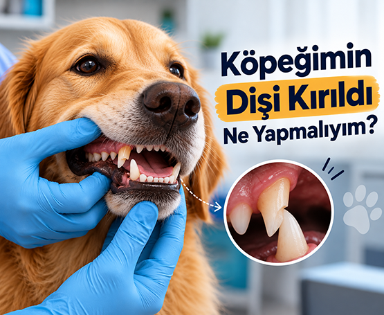 Köpeğimin Dişi Kırıldı Ne Yapmalıyım?