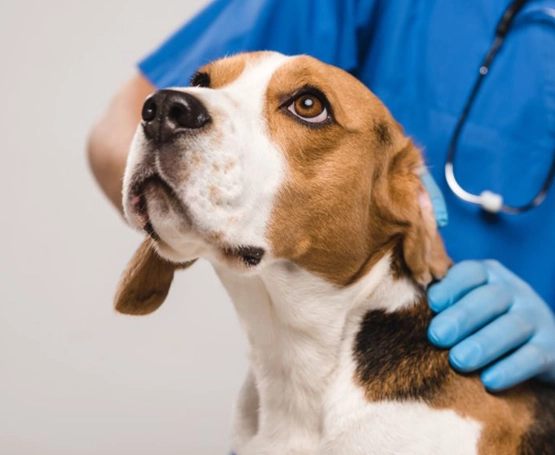 Köpeklerde Disk Fıtığı