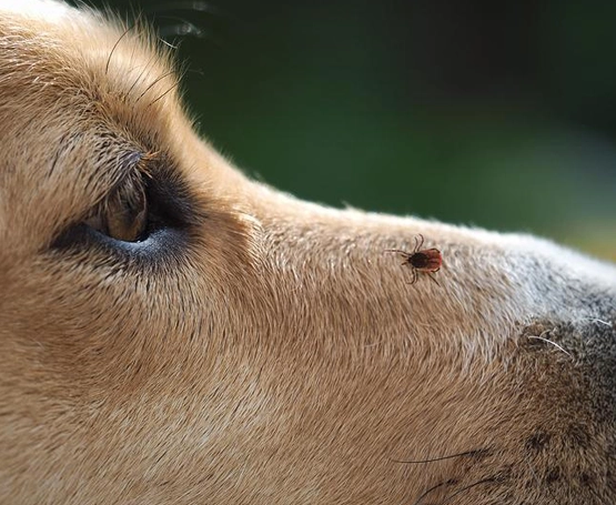 Köpeklerde Kene