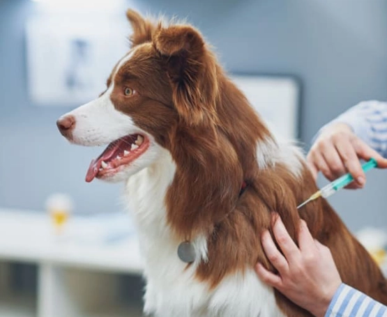 Köpeklerde Kuduz Aşısı Kaç Yıl Korur?