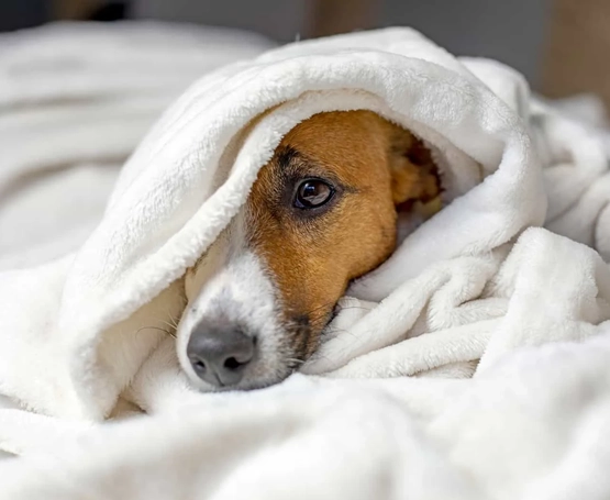 Köpeklerde Prostat Hastalıkları