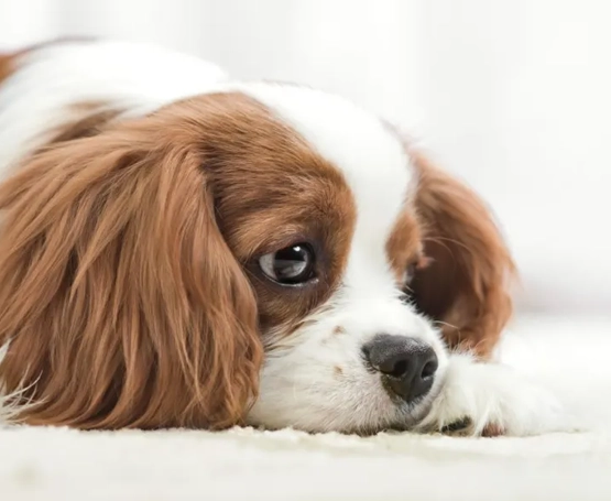 Köpeklerde Siringomiyeli