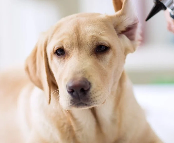 Köpeklerde Total Kulak Kanalı Ablasyonu